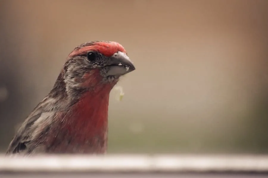 Spiritual Meaning Of House Finch Strong Messages 
