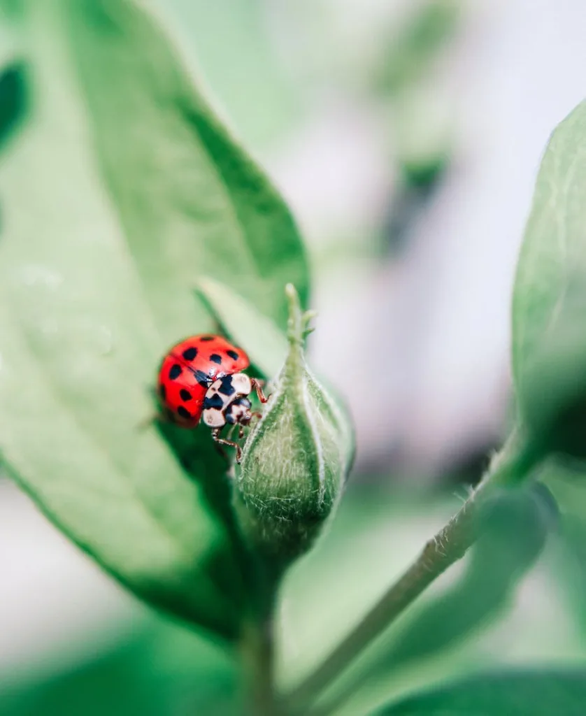 Insect on a plant