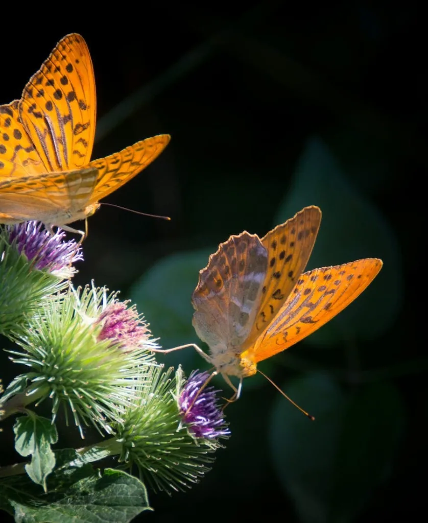 Orange Butterfly