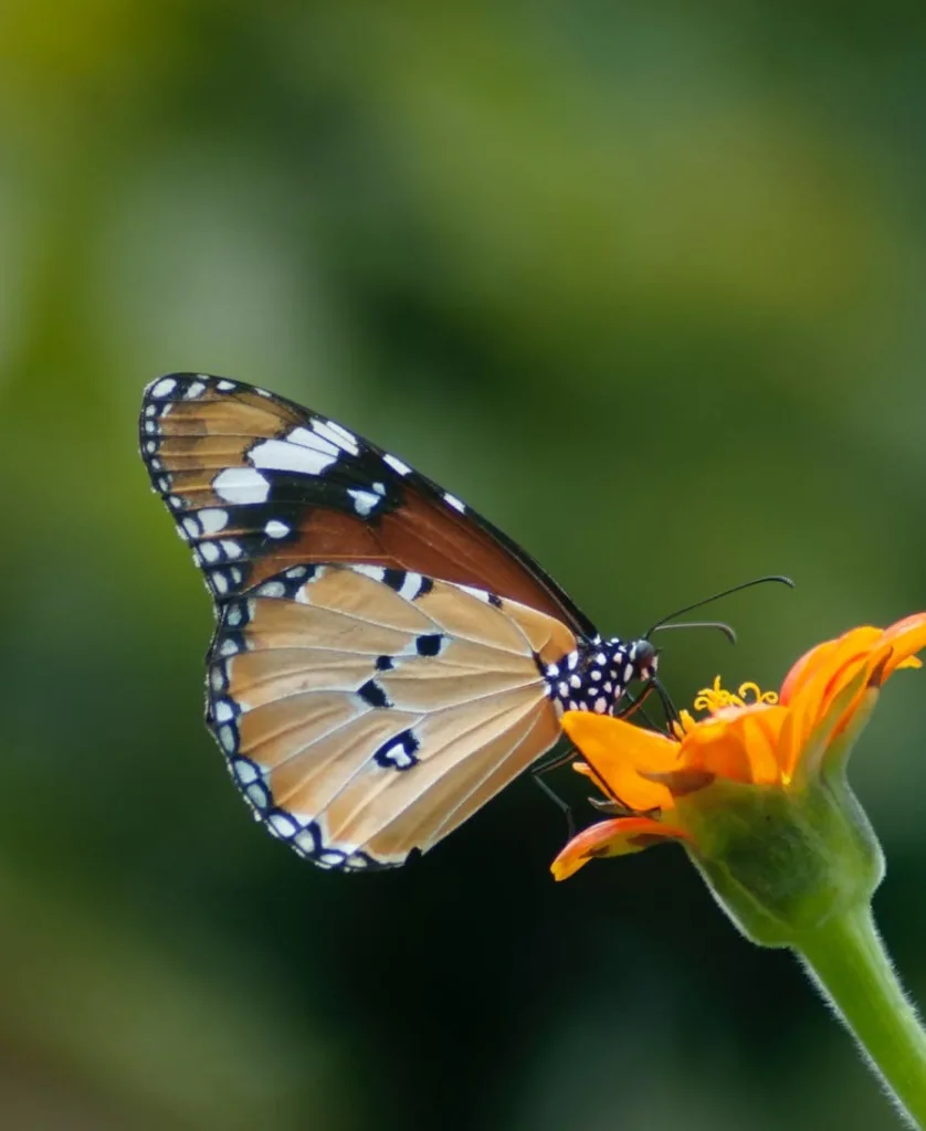 Orange Butterfly Spiritual Meaning