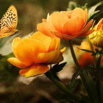 Orange Butterfly Spiritual Meaning (Powerful Symbolism)