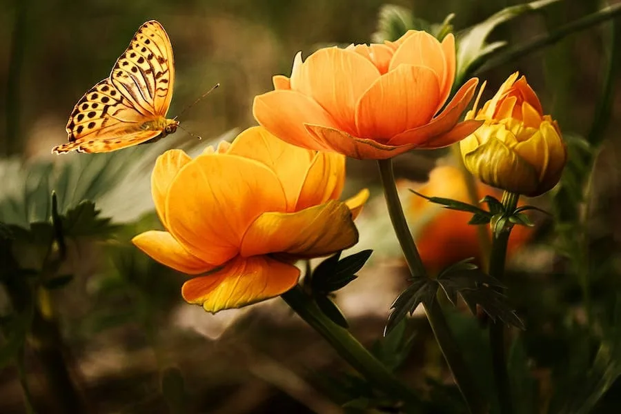 Orange Butterfly Spiritual Meaning (Powerful Symbolism)