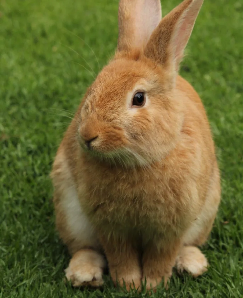 Rabbit on the grass