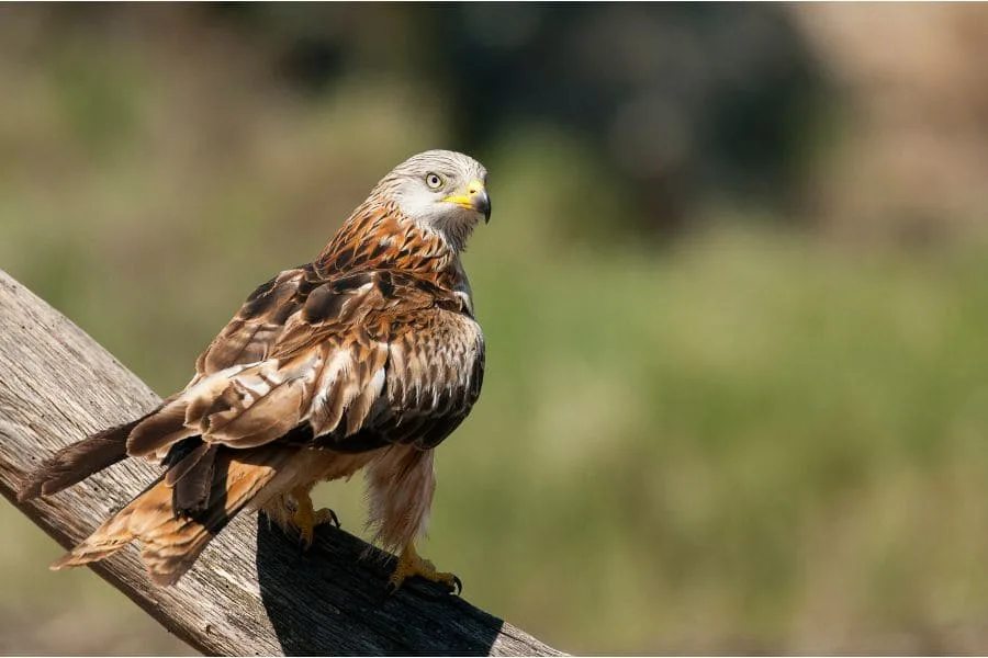 Red-Tailed Hawk Spiritual Meaning (Answered)