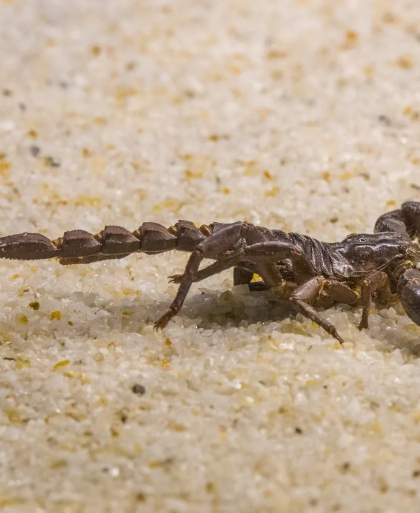 Seeing A Scorpion In The House Meaning 11 Good Messages 