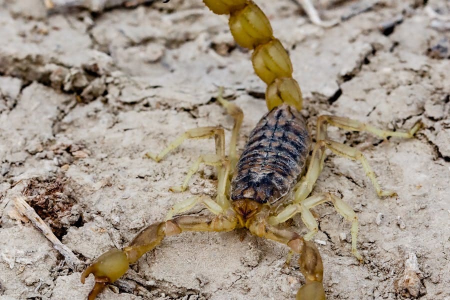 Seeing A Scorpion In The House Meaning 11 Good Messages 