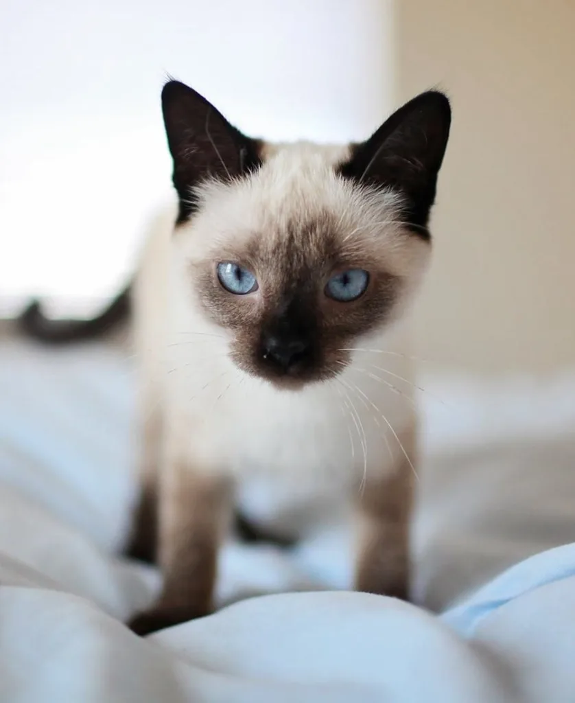 Siamese Cat Spiritual Meaning