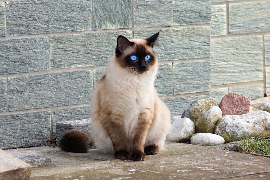 Siamese Cat Spiritual Meaning_ 9 Spiritual Messages