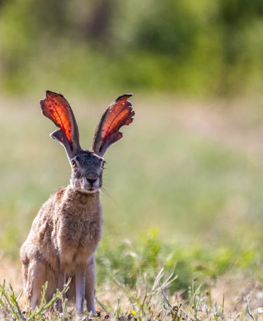 Spiritual Meaning of Running Over a Rabbit