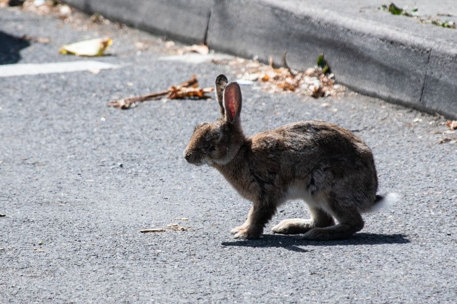 Spiritual Meaning of Running Over a Rabbit (Bad Omen?)