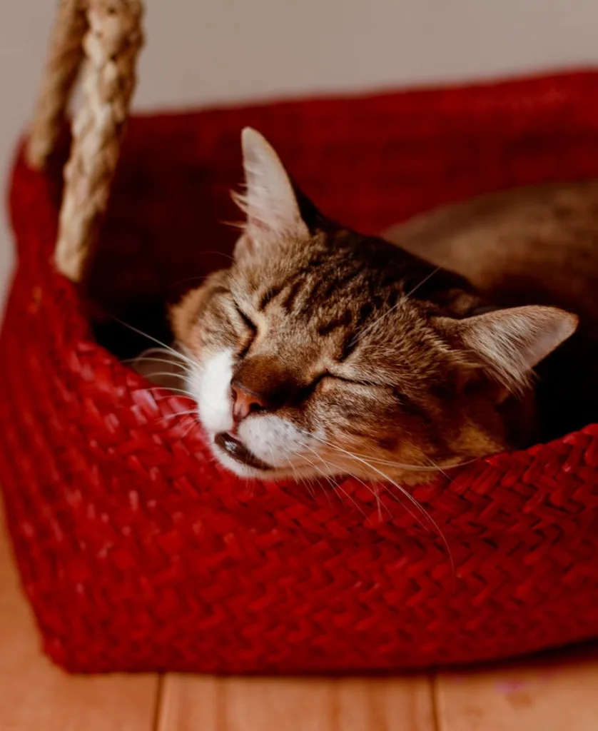 Spiritual Meaning of Smelling Cat Pee