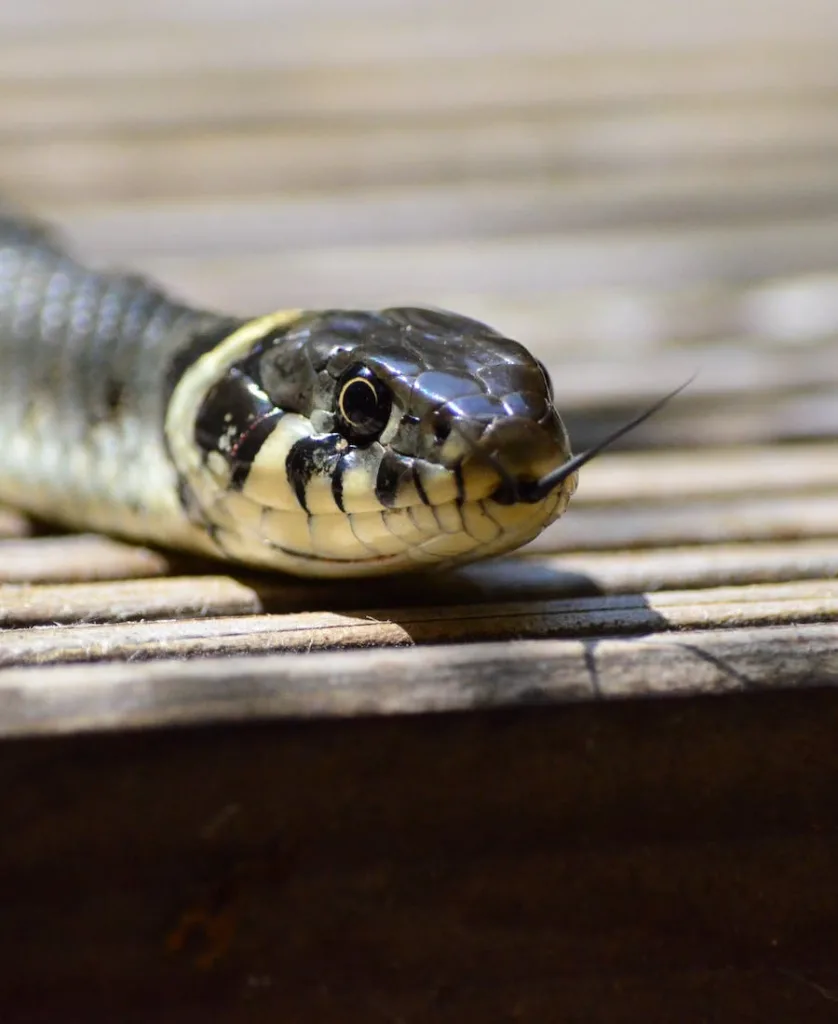 Spiritual Meaning of Snake in House