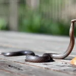 Spiritual Meaning of Snake in House: 9 Strong Messages