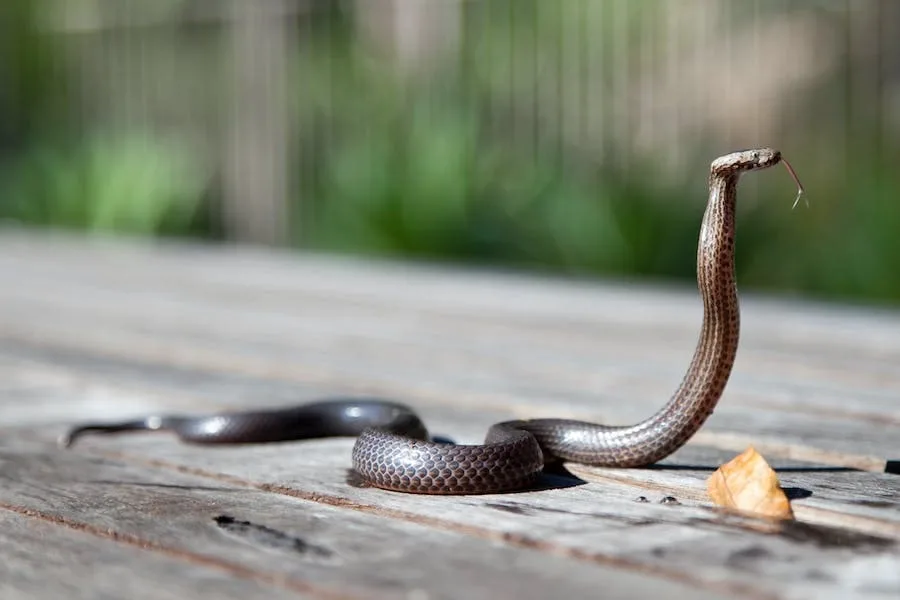 Spiritual Meaning of Snake in House: 9 Strong Messages