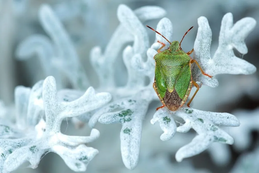 Stink Bug Spiritual Meaning: 9 Signs From The Heaven