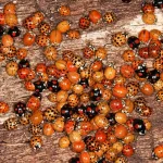 Swarm of Ladybugs Spiritual Meaning_ Unveiling the Symbolism